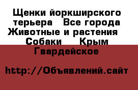 Щенки йоркширского терьера - Все города Животные и растения » Собаки   . Крым,Гвардейское